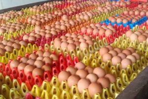 Agen Telur Di Blitar Terpercaya 0856-3558-491. Langsung Owner