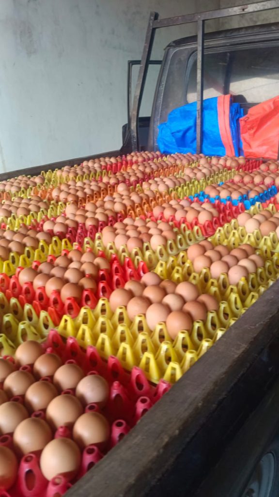 Agen Telur Di Blitar